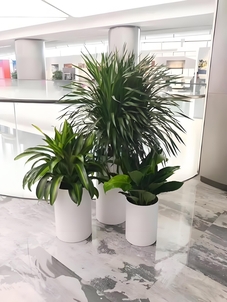 慈溪花木租赁公司,为您打造别样绿色空间